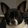 beastie_buys